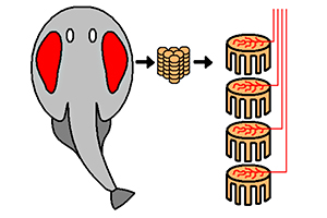Elektroplax eines Zitterrochens (roter Bereich: Sitz des Organs) Elektroplax eines Zitterrochens (roter Bereich: Sitz des Organs)