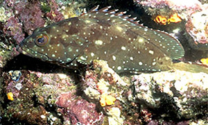 Sternen-Zackenbarsch (Epinephelus labriformis)