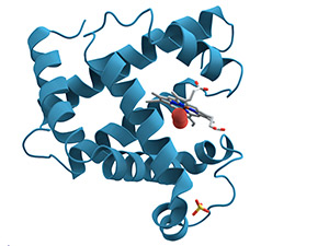 Myoglobin