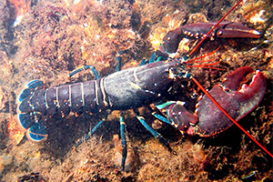 Europäischer Hummer (Homarus gammarus)