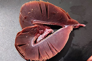 Kiemen eines Fisches Kiemen eines Fisches