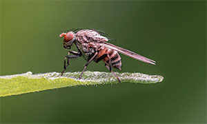 Kleine Fruchtfliege (Drosophila melanogaster)