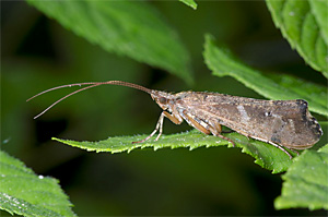 Köcherfliege der Art Glyphotaelius pellucidus