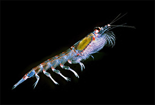 Antarktischer Krill