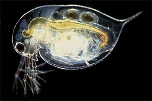 Gemeiner Wasserfloh (Daphnia pulex)