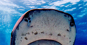 Lorenzinische Ampullen am Haikopf