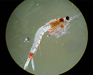 Hemimysis anomala