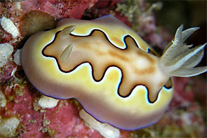 Koi-Prachtsternschnecke (Chromodoris coi)