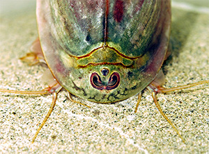 Triops mit zwei Komplexaugen und einem Ocellus