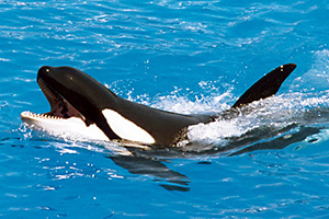 Schwertwal (Orcinus orca)