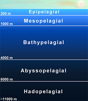 Die Tiefenzonen des marinen Pelagials