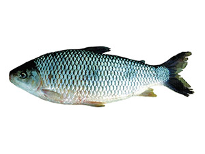 Leporinus obtusidens