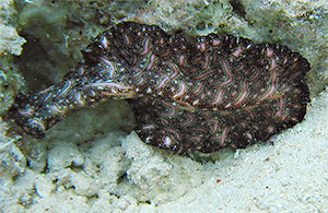 Perserteppich-Plattwurm (Pseudobiceros bedfordi)