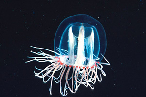 Quallenmedusen (größtes Zooplankton)