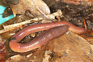 Gemeiner Regenwurm (Lumbricus terrestris)