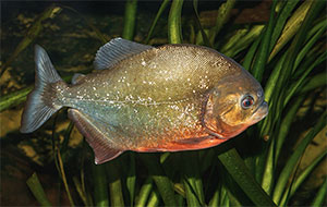 Roter Piranha