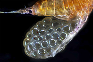 Eiersack eines Ruderfußkrebses (Copepoda)