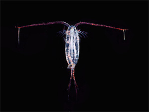 Copepode (Calanoida)