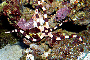 Gebänderter Schlangenstern (Ophiolepis superba)