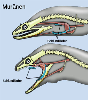 Schlundknochen (Pharyngealia) einer Muräne