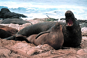 See-Elefanten (Mirounga)