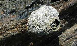 Seepocke (Balanidae)