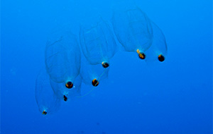 Tonnensalpen (Doliolidae)