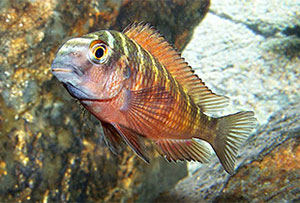 Brabantbuntbarsch (Tropheus moorii)