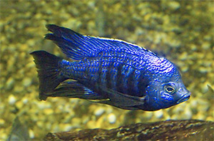 ein Utaka: Copadichromis azureus