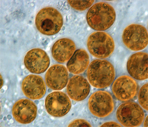 Symbiodinium (Dinoflagellata)