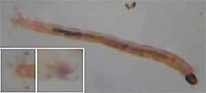 Zuckmückenlarve (rechts ist der Kopf)