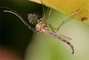 Chironomus plumosus