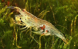 Amanogarnele (Caridina multidentata)