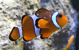 Amyloodinium ocellatum bei einem Clownfisch