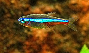 Blauer Neon (Paracheirodon simulans)