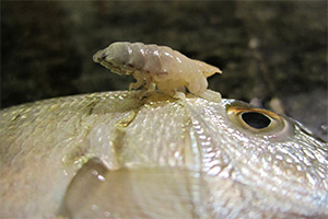 Cymothoa exigua