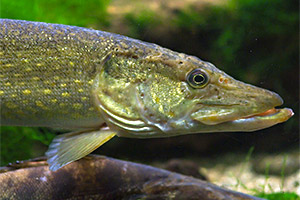 Hecht (Esox Luciuis)