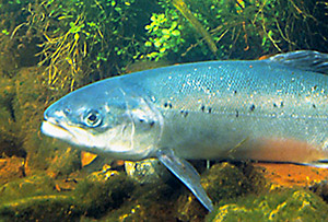 Atlantischer Lachs (Salmo salar)