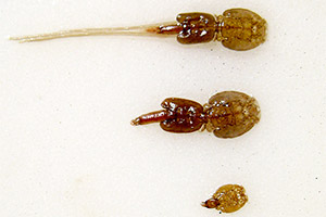 Lachs-Laus (Lepeophtheirus Salmonis)