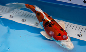 Koi mit Lymphocystis