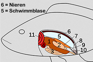 die Lage der Nieren in einem Fisch