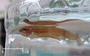 Mit Piscinoodinium pillulare befallener, adulter Siamesischer Kampffisch (Betta splendens)