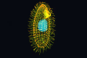 Tetrahymena thermophila