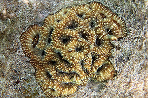 Acanthastrea echinata