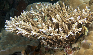 Acropora nasuta