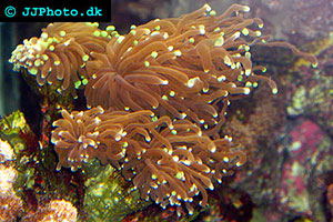 Euphyllia glabrescens