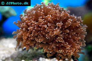 Fimbriaphyllia divisa