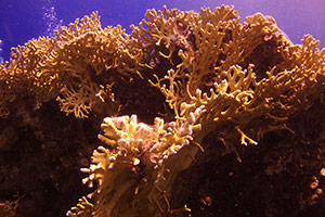 Millepora dichotoma