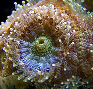 einzelner Polyp von Acanthastrea lordhowensis