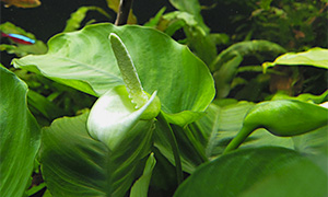 Breitblättriges Speerblatt (Anubias barteri var. barteri)